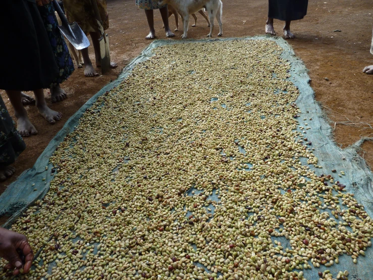 a dog standing in the middle of people around a blanket of raisins