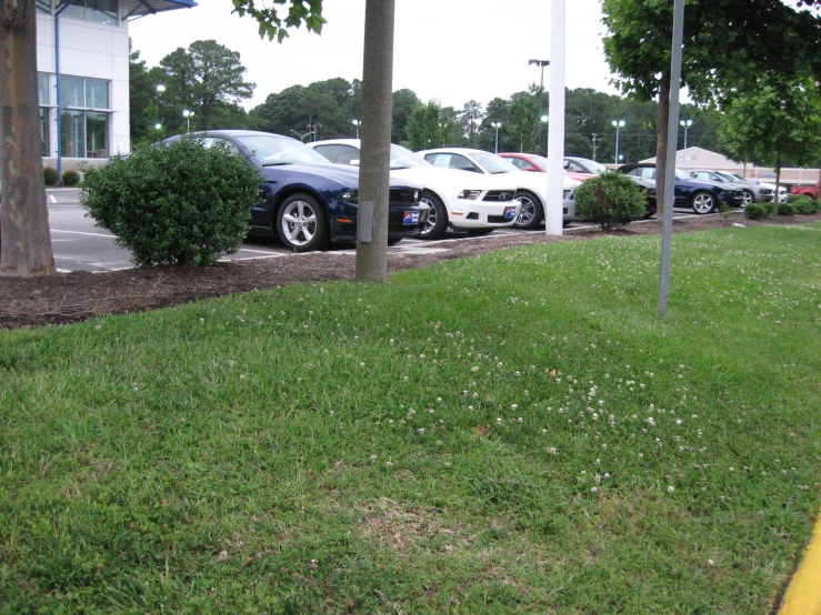 a group of cars parked on a road with trees