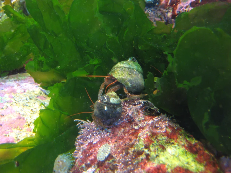 an crab sits in the center of a group of green plants