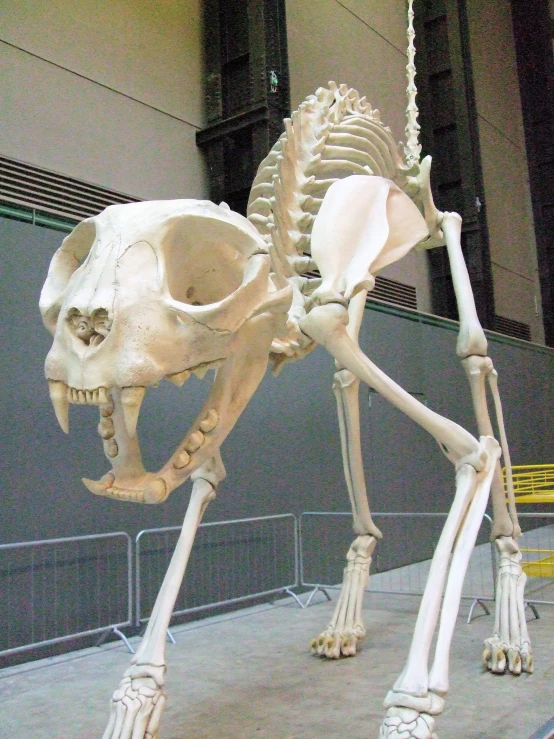 a skeleton of a dog with a human skull inside