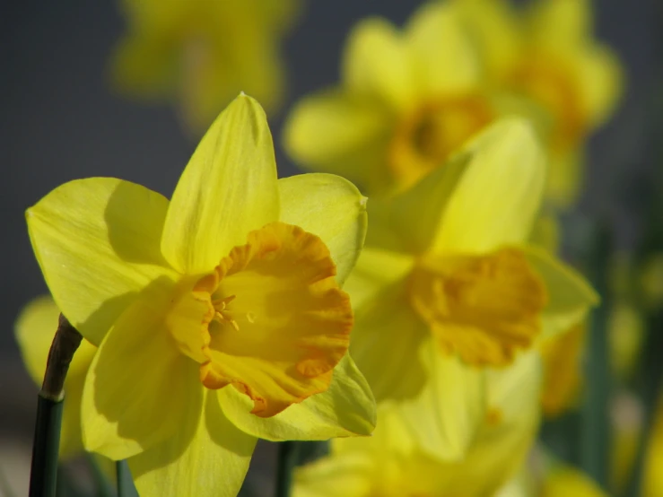 a bunch of pretty yellow daffodils are in the po