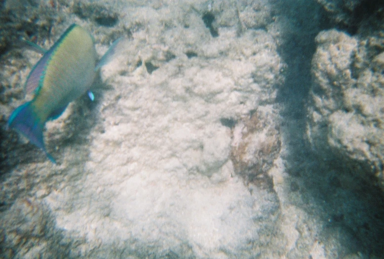 a fish on a coral that is under water