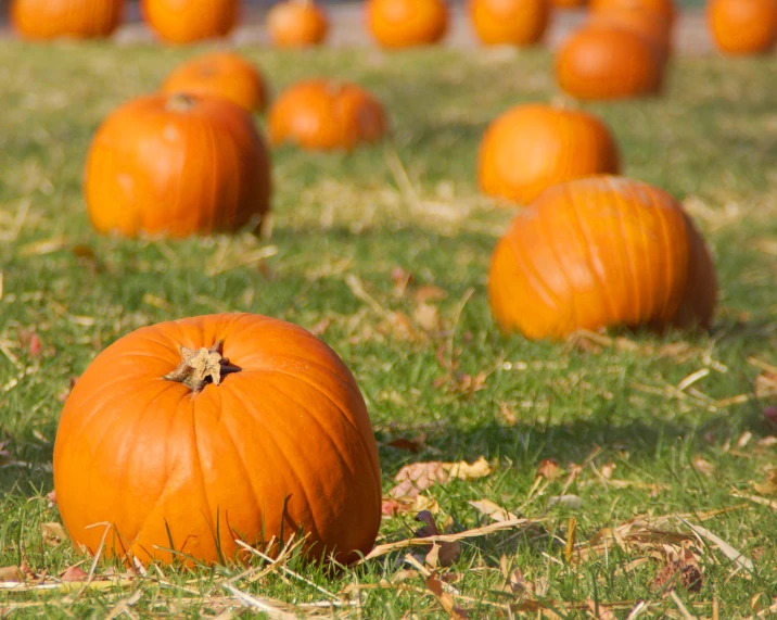 there is a grass field with small pumpkins