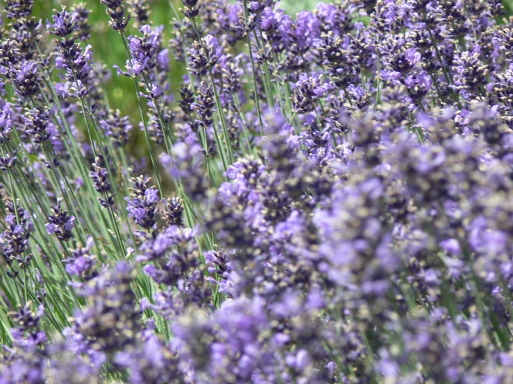 a bunch of purple flowers that are next to each other