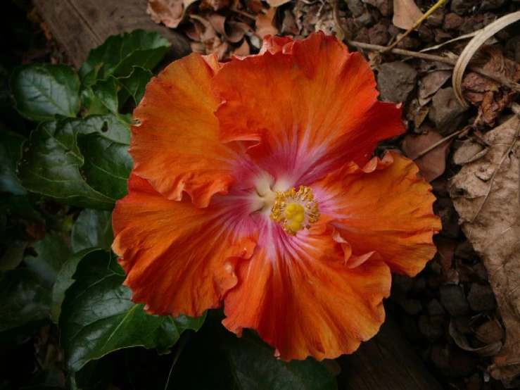 a large flower is sitting out in the dirt