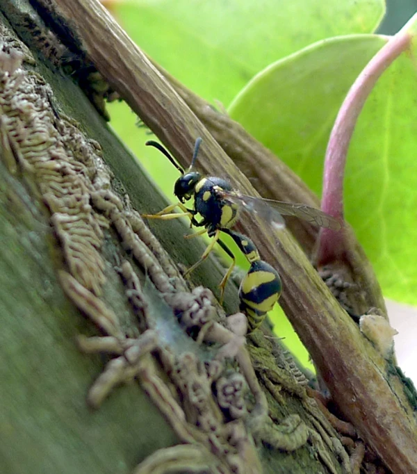 a dragon fly crawling next to a large tree nch