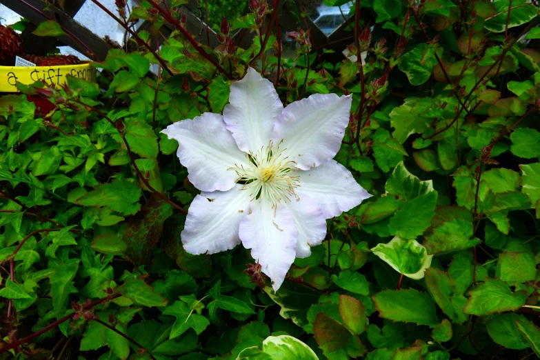 a pink and white flower with green leaves