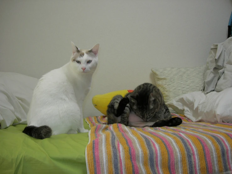 two cats sitting on top of a bed together
