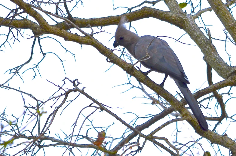 a bird perched up in the nches of a tree