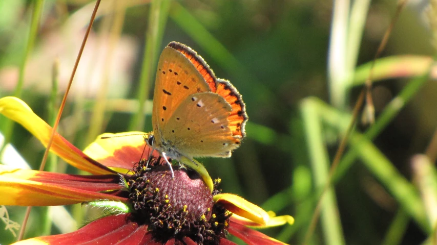 a erfly sitting on an orange flower in the sun