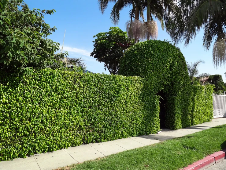 the hedges in the front yard have small leaves