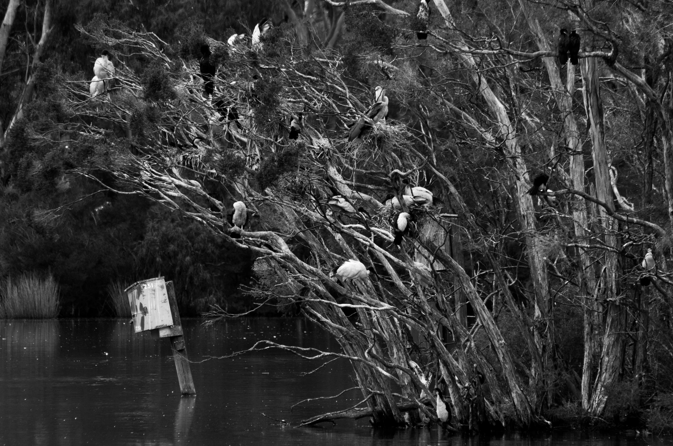 several birds perched on nches over water