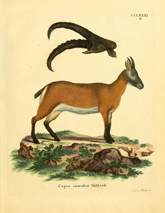 an illustration shows a gazelle and another animal