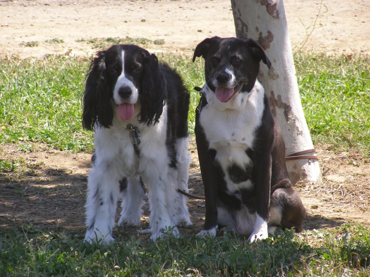 two dogs sitting next to each other in the grass