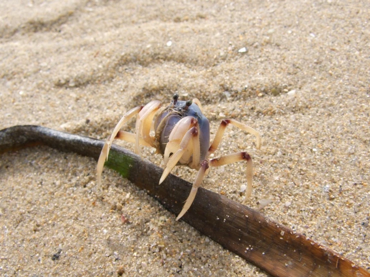 a close up of a bug on the sand