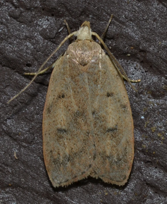 an insect with very brown markings sitting on the surface