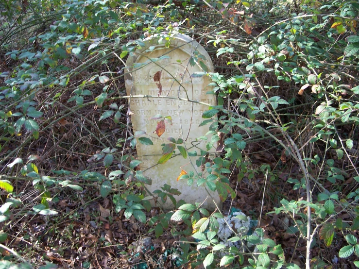 an old looking grave amongst some weeds and leaves