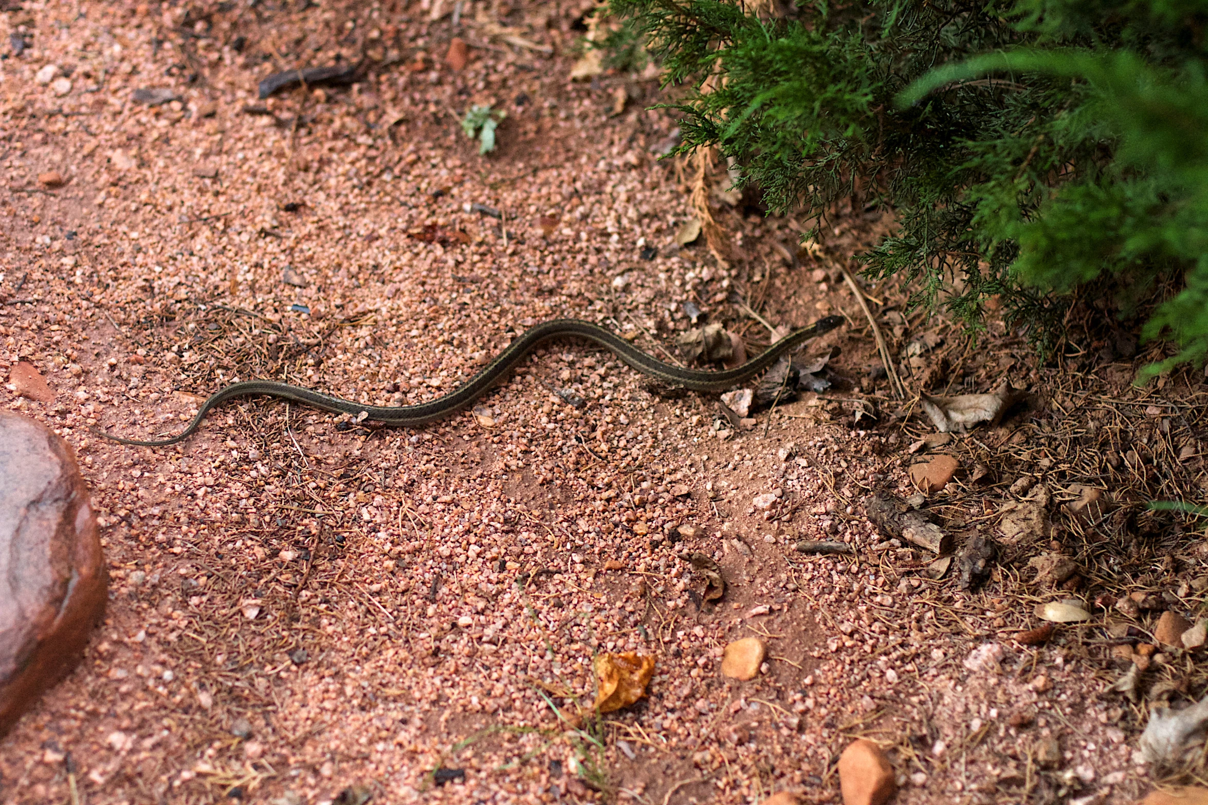 a small snake is running across the ground