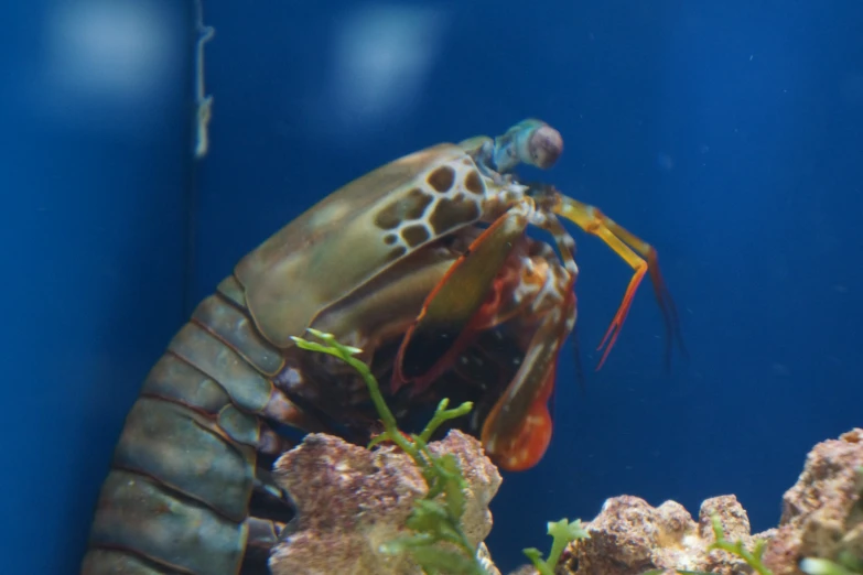 a large, colorful squid in an aquarium
