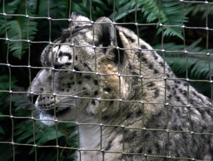 a gray and white snow leopard in its cage