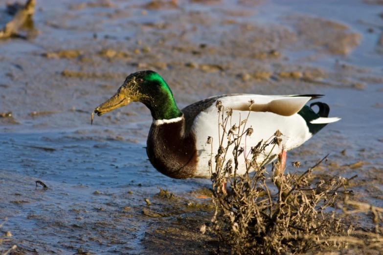 a duck in water near dead grass and shrubbery