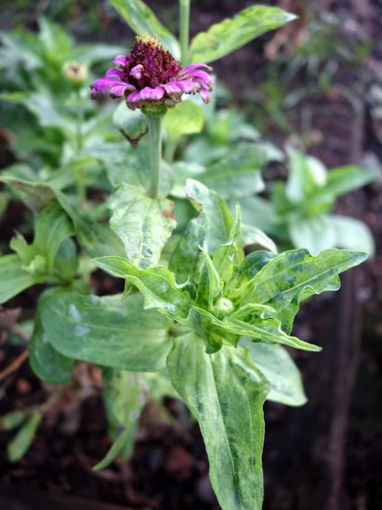 this is a flower with green and purple stems