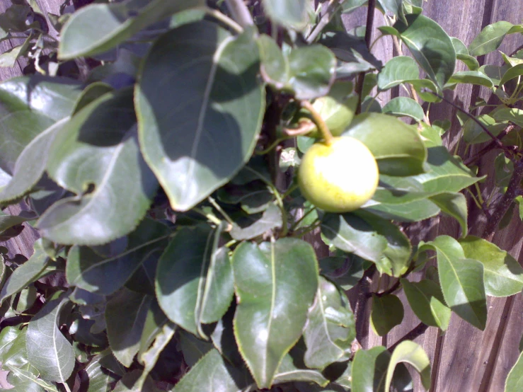 a green apple hanging from an almond tree