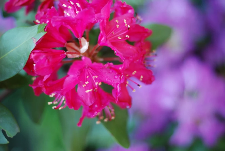 red flowers growing in the middle of some purple flowers