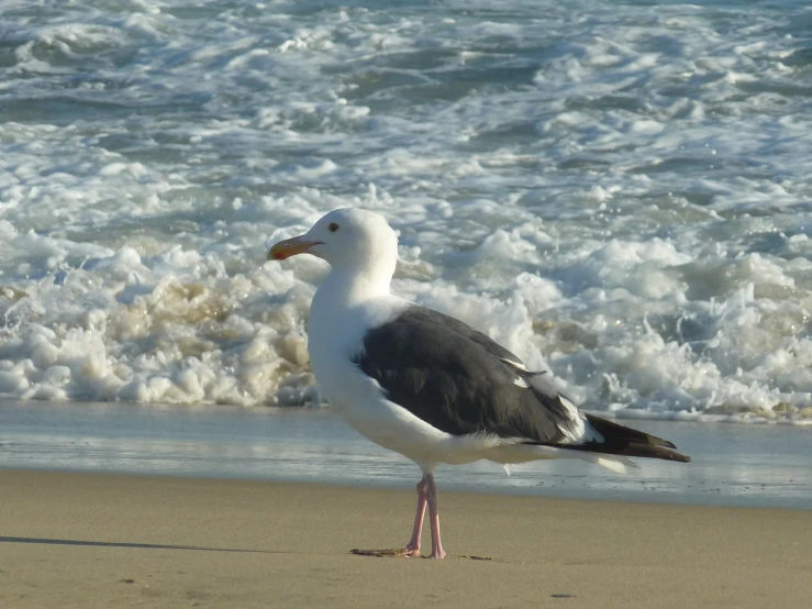 a bird with a black white and grey beak on the beach