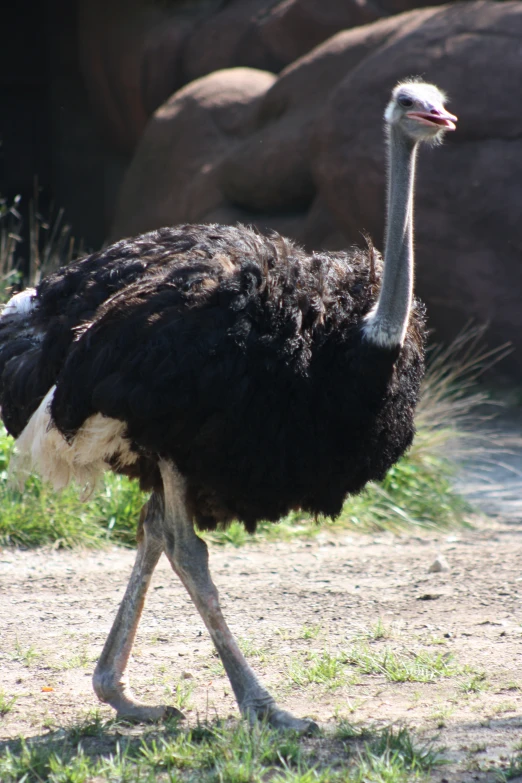 a large bird that is walking on the ground