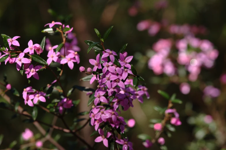 close up of pink and white flowers on the tree