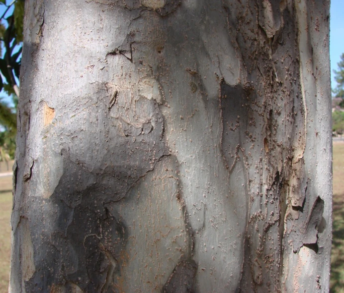 an image of the trunk of a tree