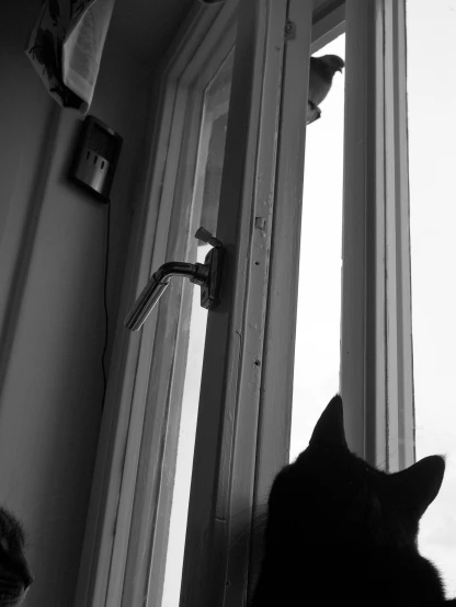 the black cat has it's head in a door handle