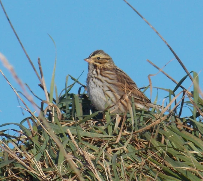 a brown bird sitting in the middle of a bush