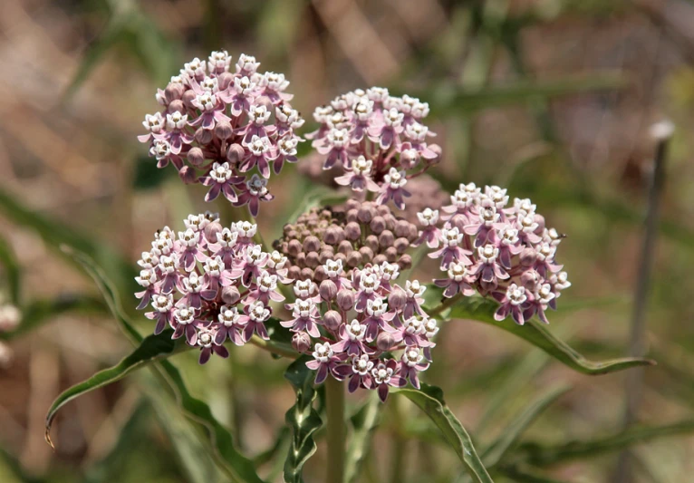 small purple flowers near the brown stems