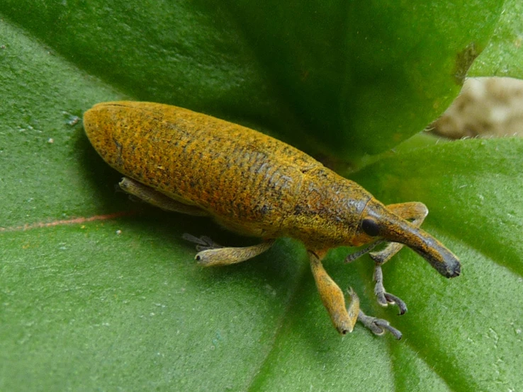 a brown insect with yellow body sitting on top of a leaf