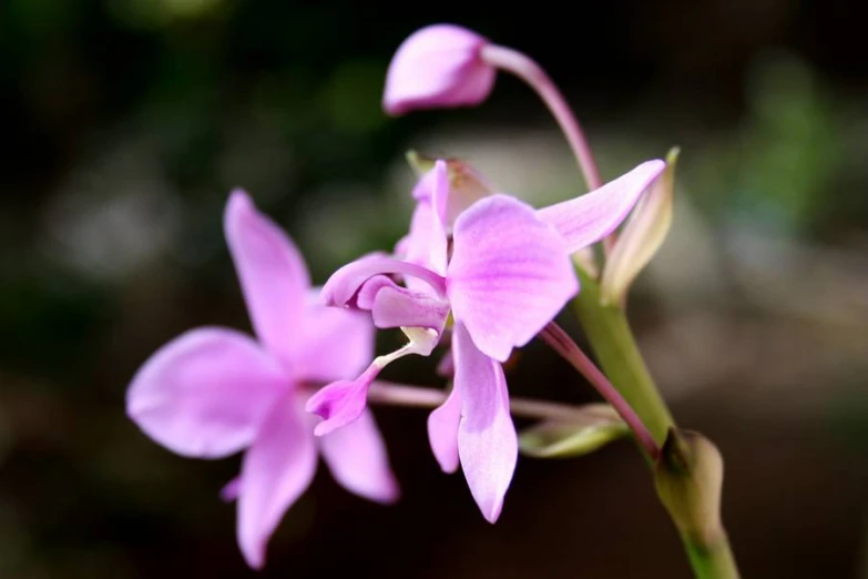 a pink flower with green stems in the middle of a plant