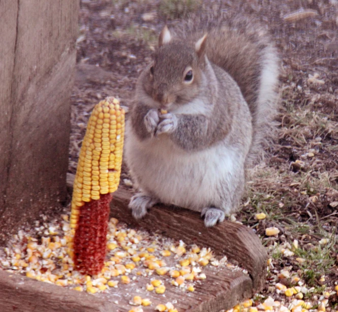 a squirrel eats a corn on the cob at the corner