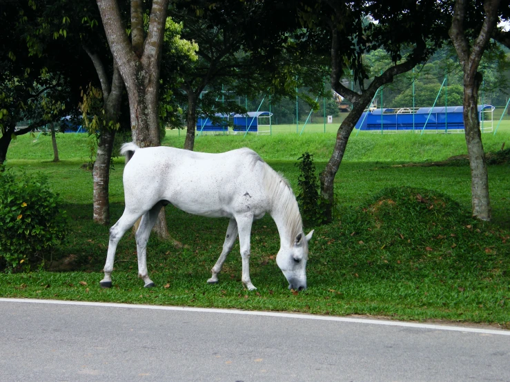 a white horse eating grass under some trees