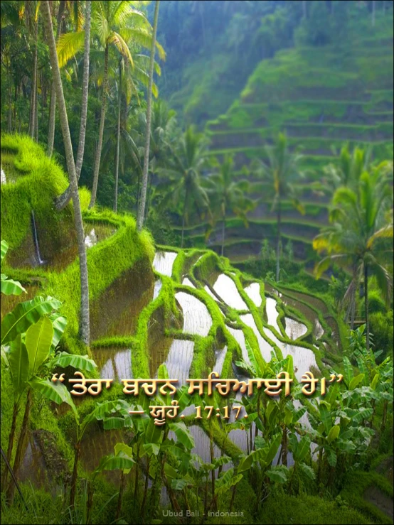 a mountain range covered in lush green trees and plants