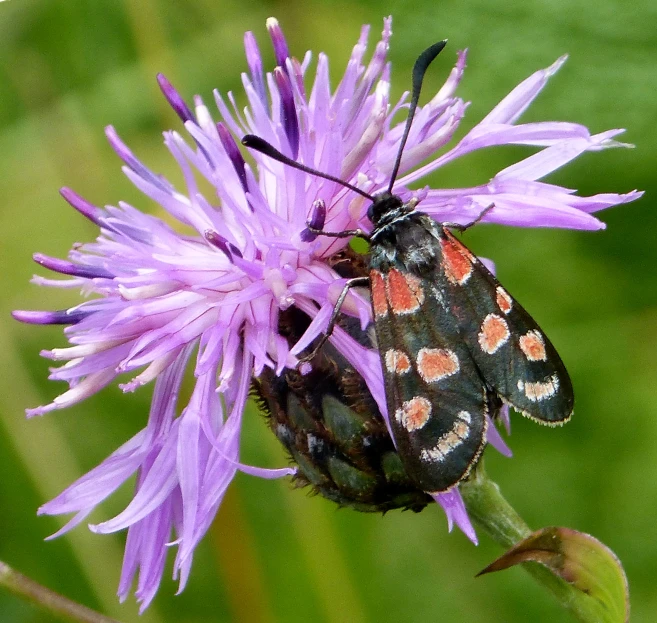 two black and red bugs on purple flowers