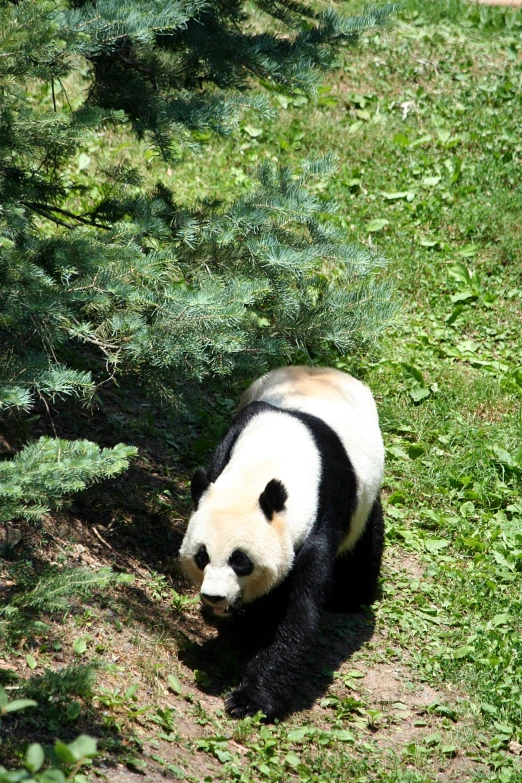 there is a panda bear standing in the grass