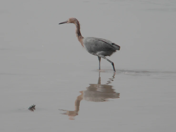 a bird standing in the middle of a shallow river