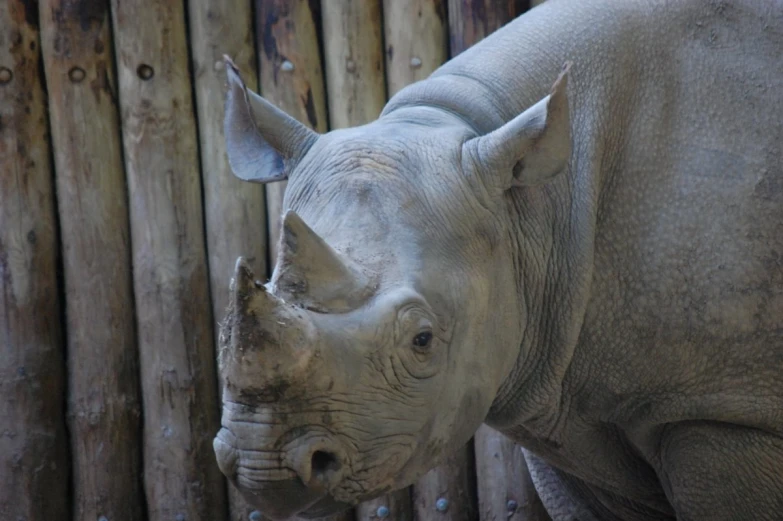 a rhino that is standing in the grass