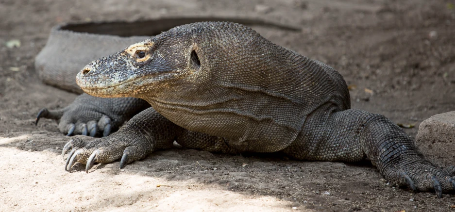 the large alligator is standing in a dry pool