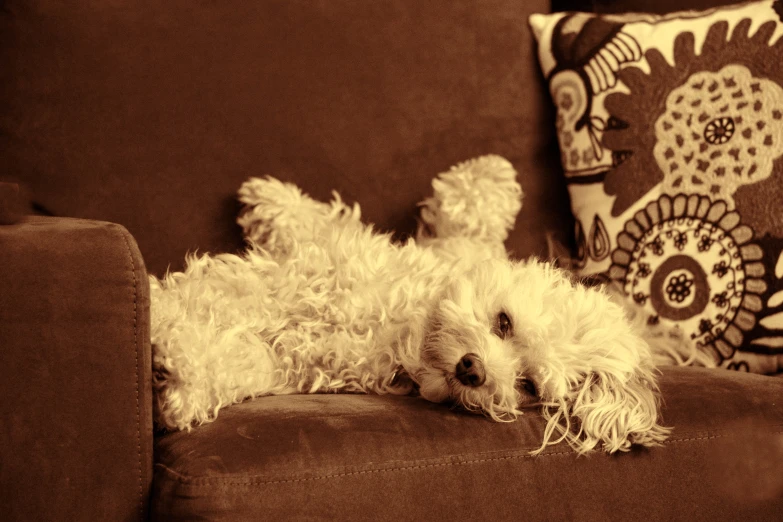 a fluffy, white dog lays down on its back