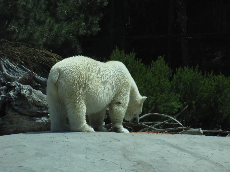 a polar bear looking for food on the ground