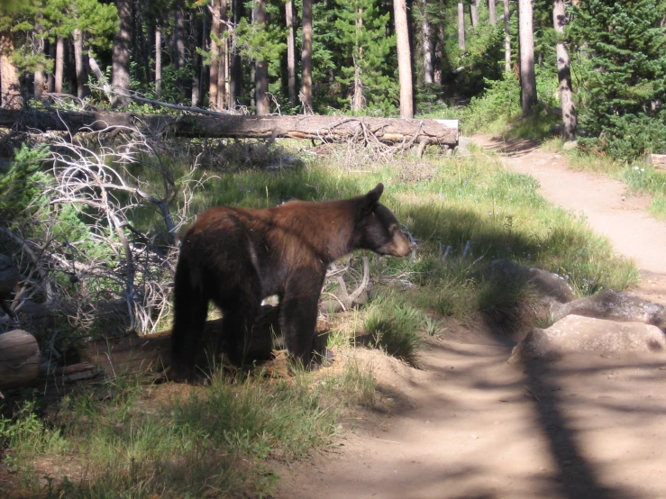 a bear stands on dirt and grass near a path