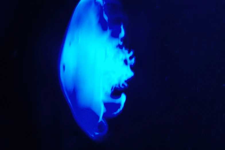 closeup of a blue jelly in a black light