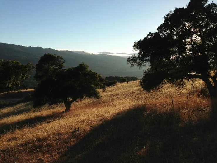 a field with trees, bushes, and a hill in the background